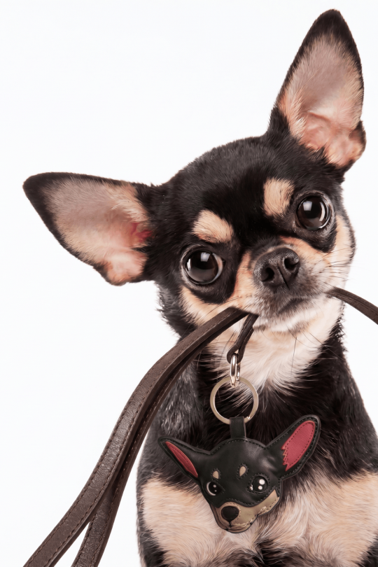 Keychain Chihuahua